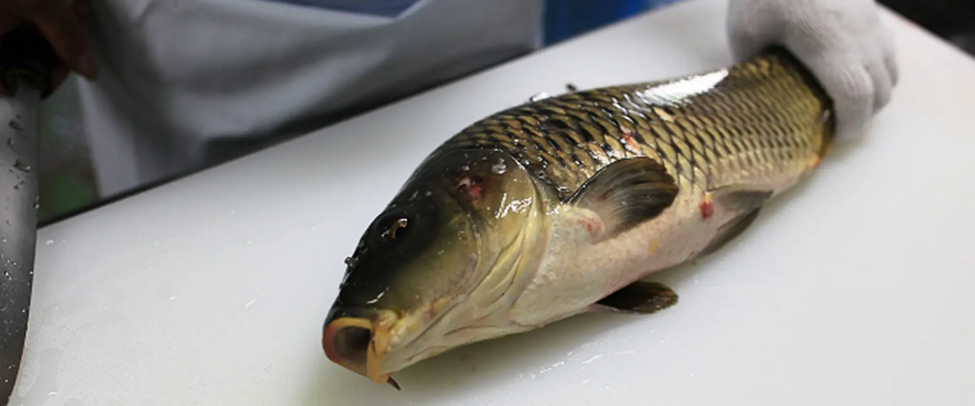 そもそも「鯉の洗い」とは？どんな食べ物？まずい？