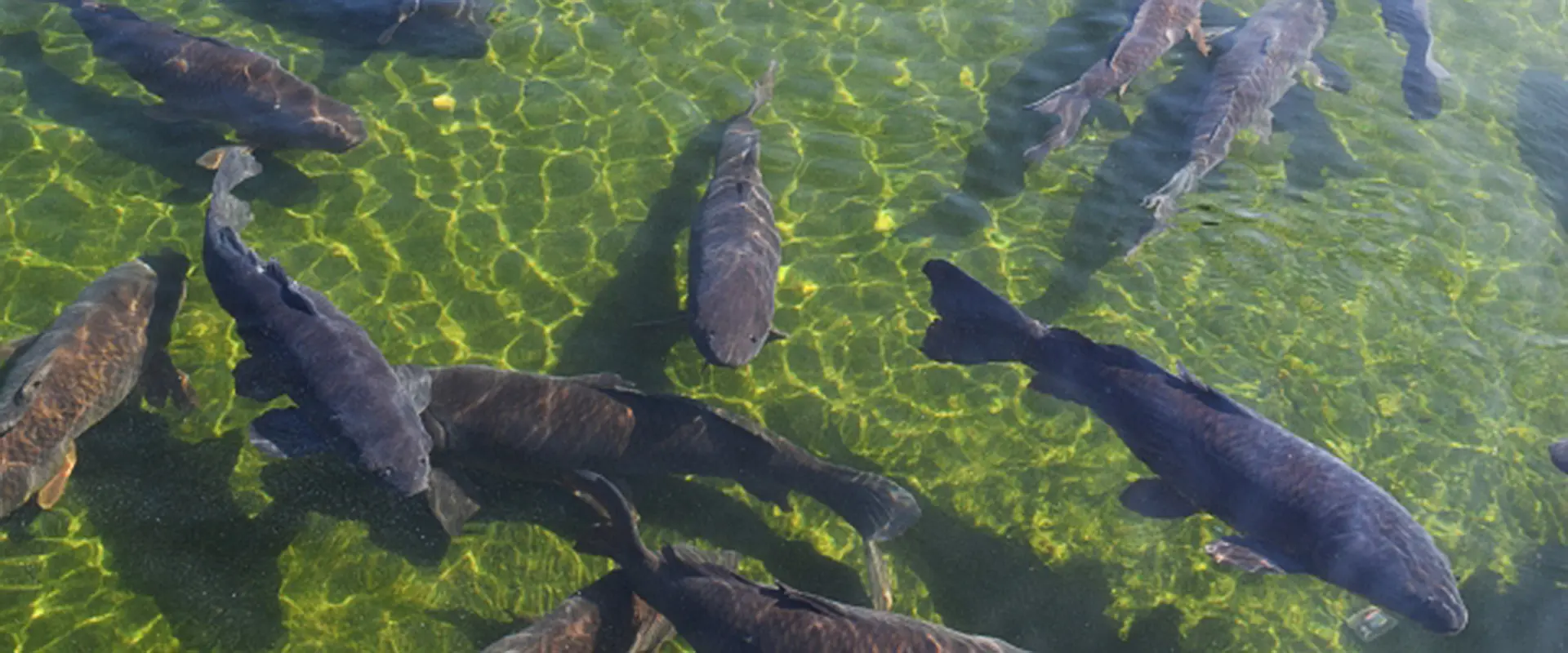 鯉の洗いを食べる地域は？関西で食べる地域