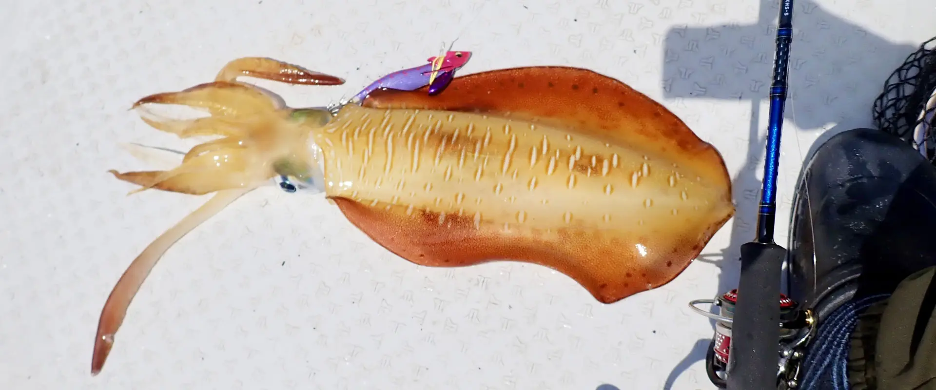 ダートマックスTRが売ってない？後継モデルTRZ発売でどうなる？まとめ