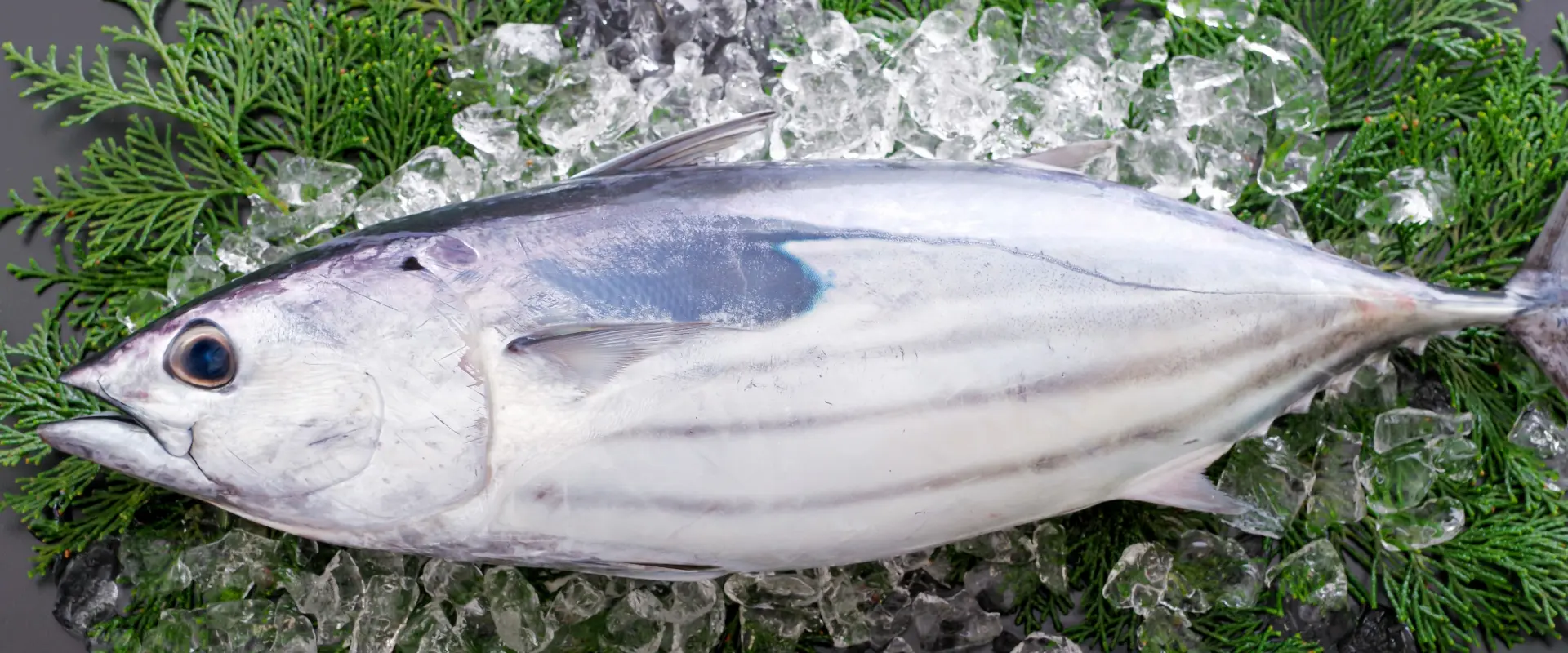 初（上り）鰹と戻り鰹はどっちが美味しいの？時期とその味は？