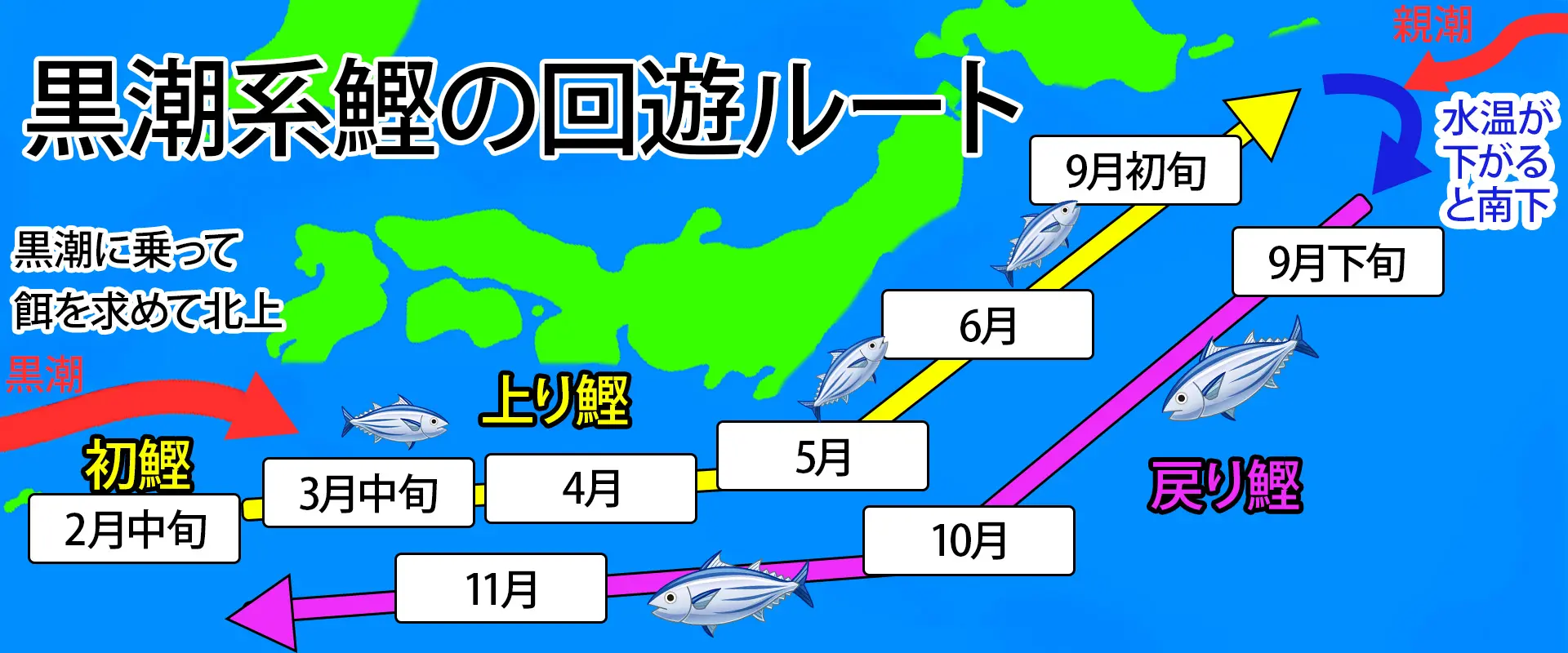 そもそも「初鰹」とは？「戻り鰹」とは？