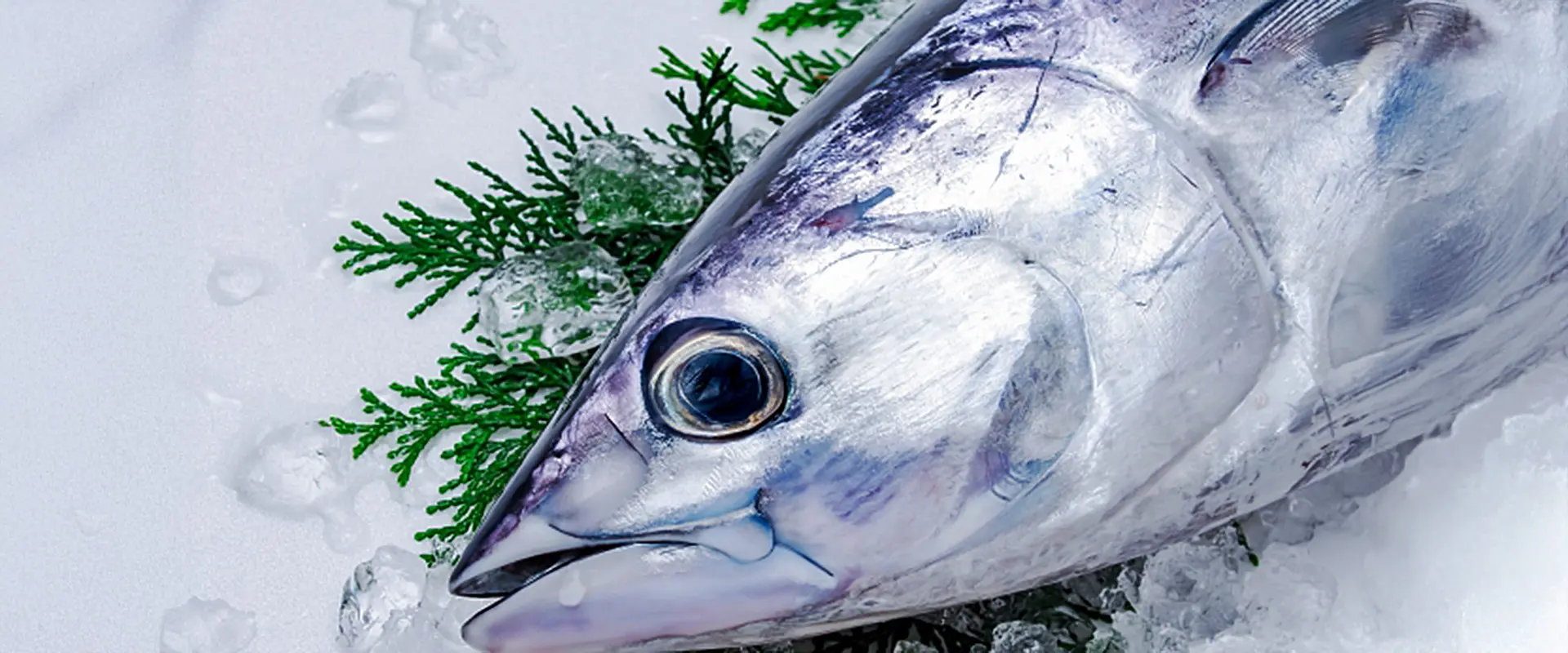 アニサキスいるの？