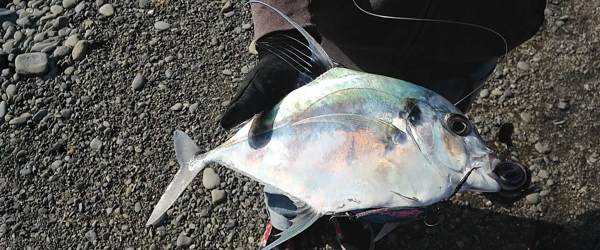 イトヒキアジの刺身の味はまずい？美味しい食べ方は？食中毒の危険性