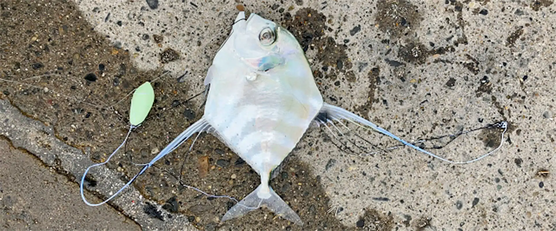 そもそも「イトヒキアジ」とは？