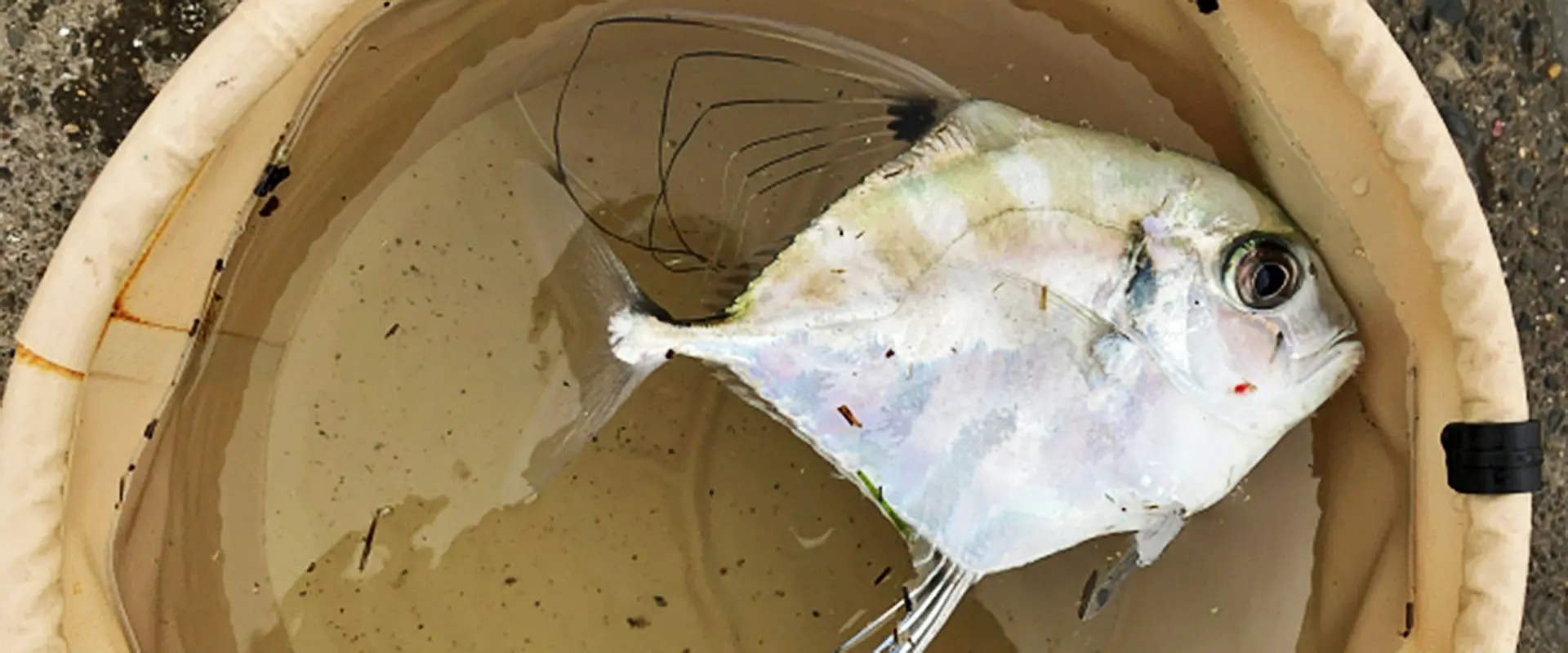 実は美味しい！イトヒキアジの食べ方