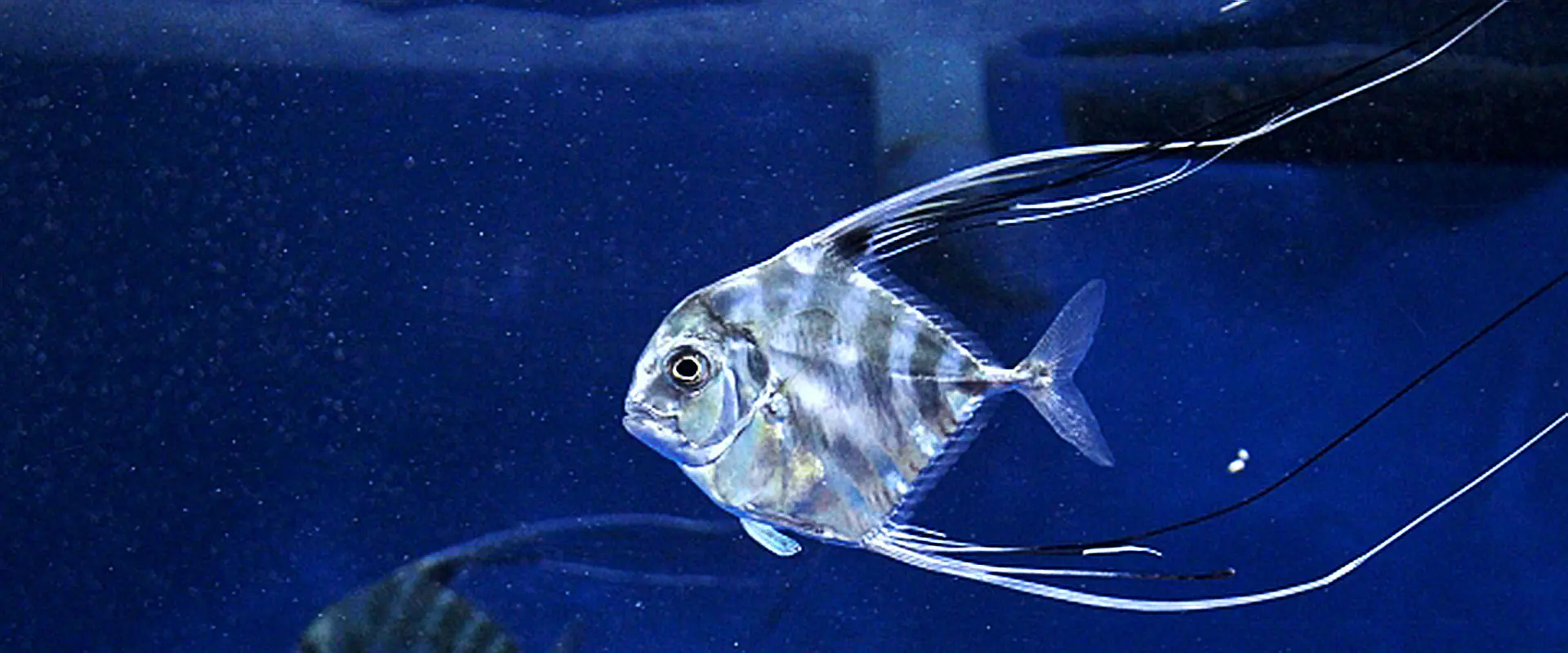 イトヒキアジの刺身はまずい？美味しい食べ方は？食中毒の危険性 まとめ