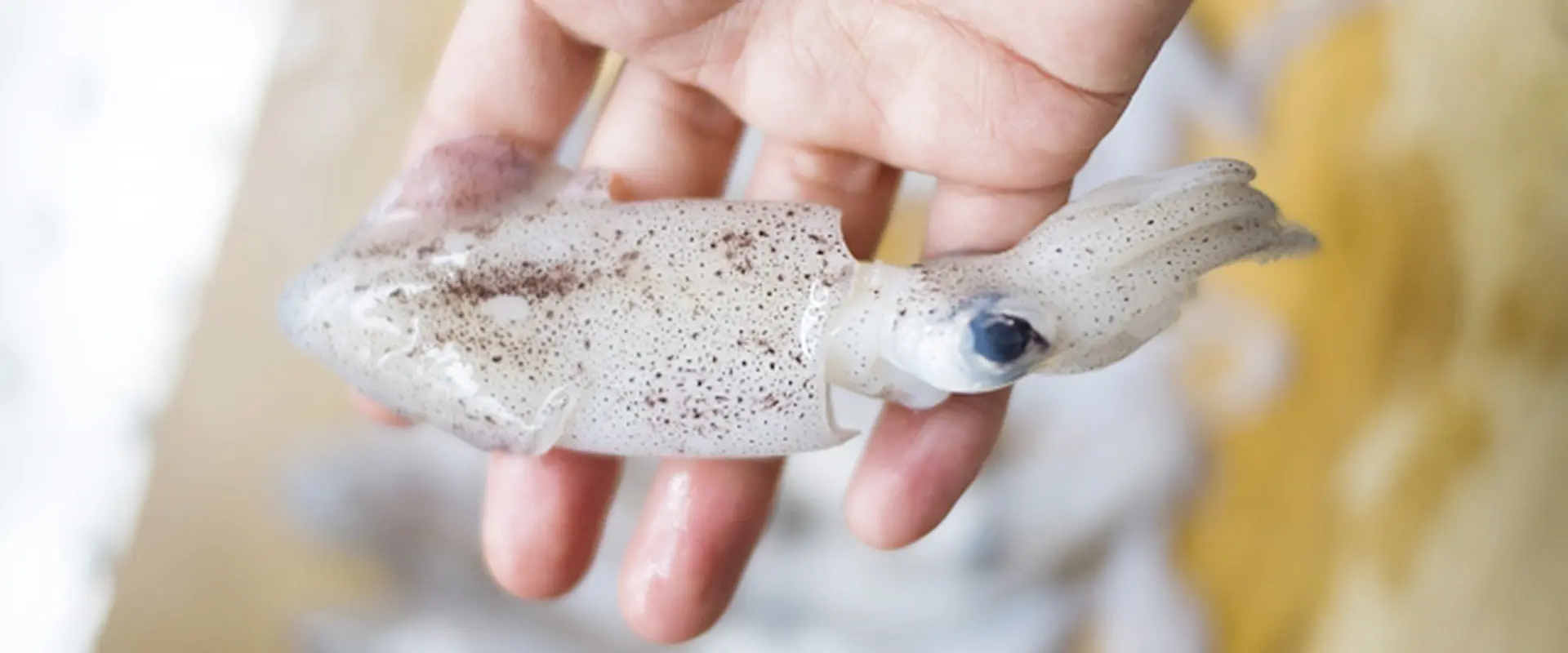 小さいヤリイカ・小イカの下処理は必要？