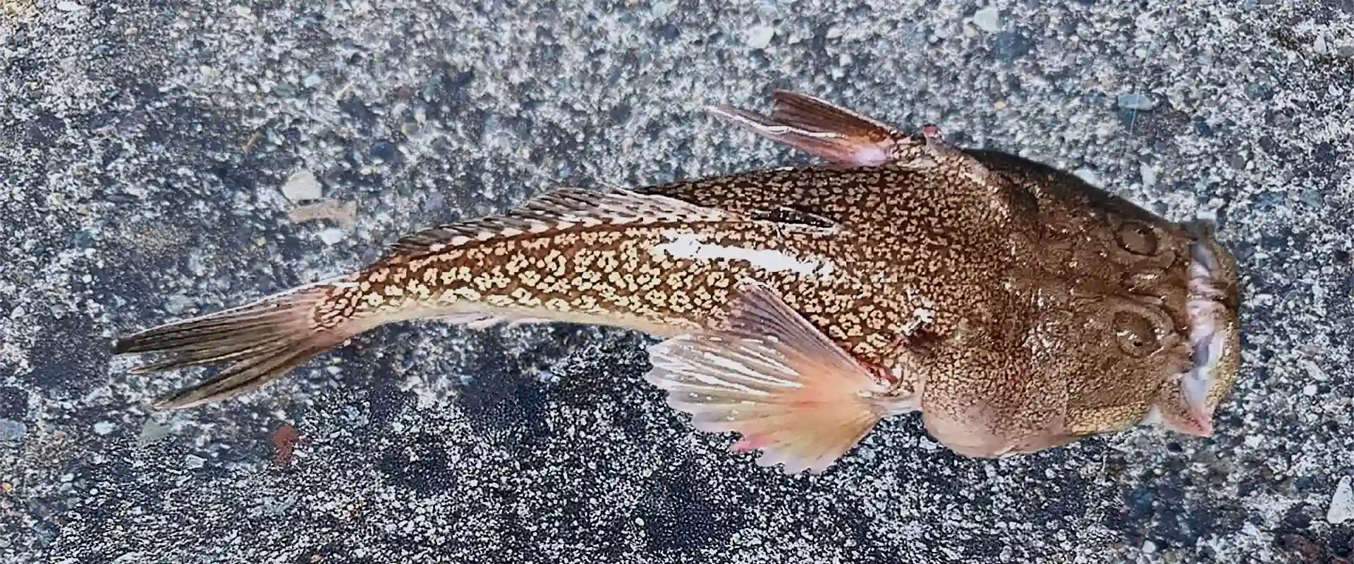 ミシマオコゼの味はまずい？美味しい食べ方は？毒はあるの？