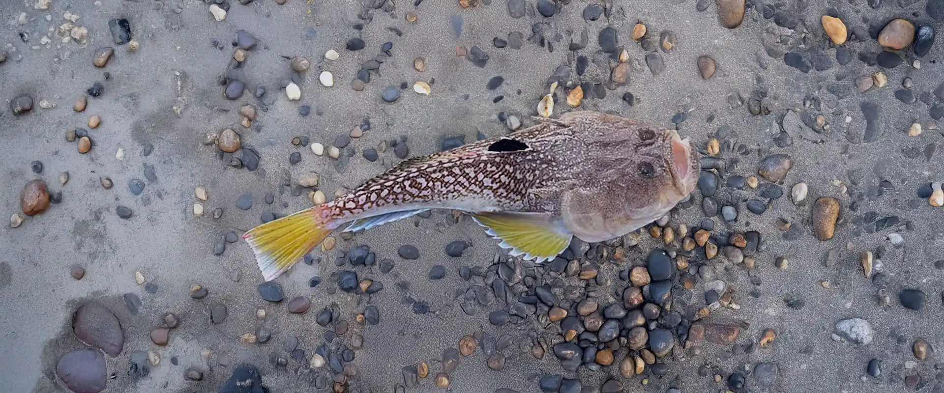 そもそもミシマオコゼとは？毒はあるの？