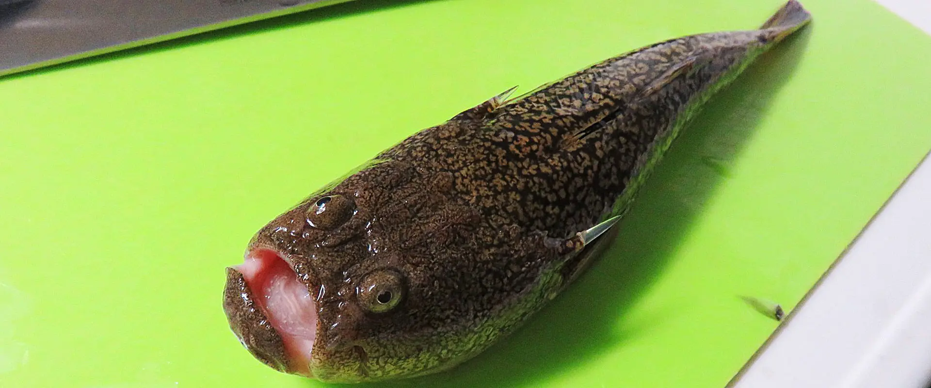 ミシマオコゼの美味しい食べ方は？