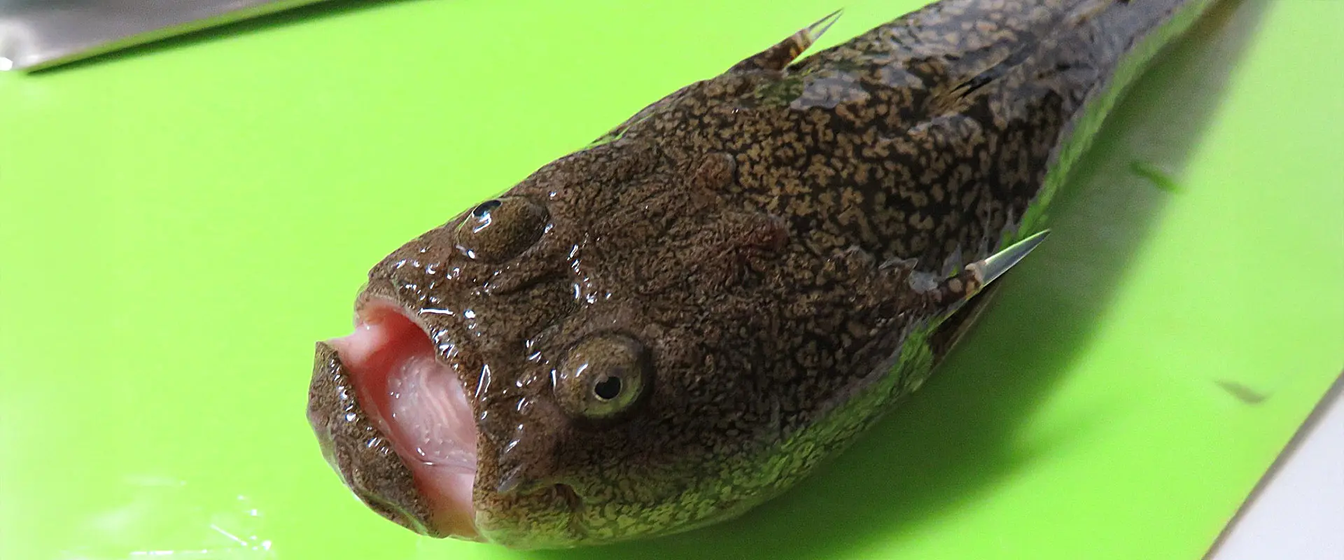 ミシマオコゼの味はまずい？美味しい食べ方は？毒はあるの？まとめ