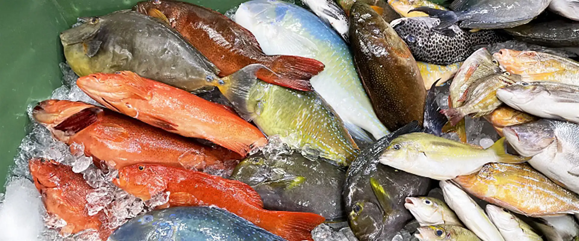 未利用魚の一覧・もったいない魚セットの通販を活用するメリット