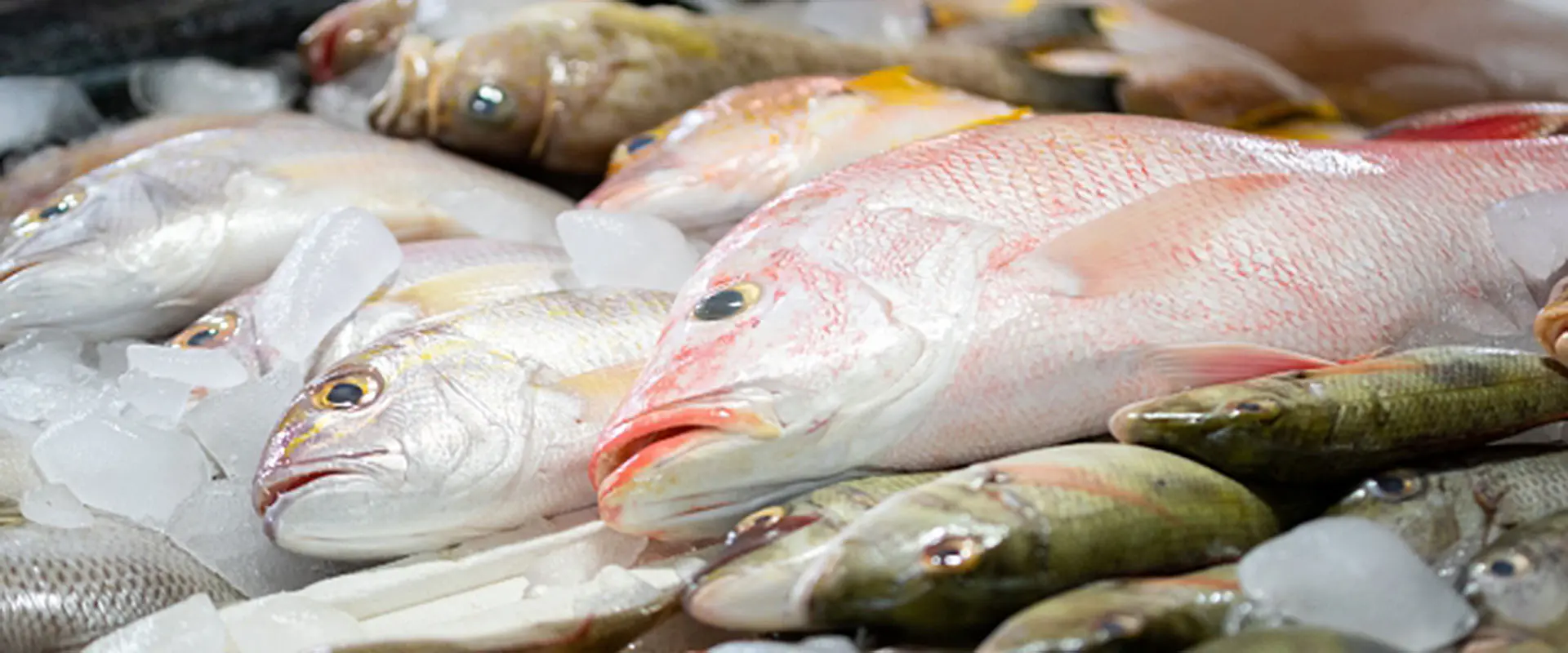 そもそも未利用魚・低利用魚とは？