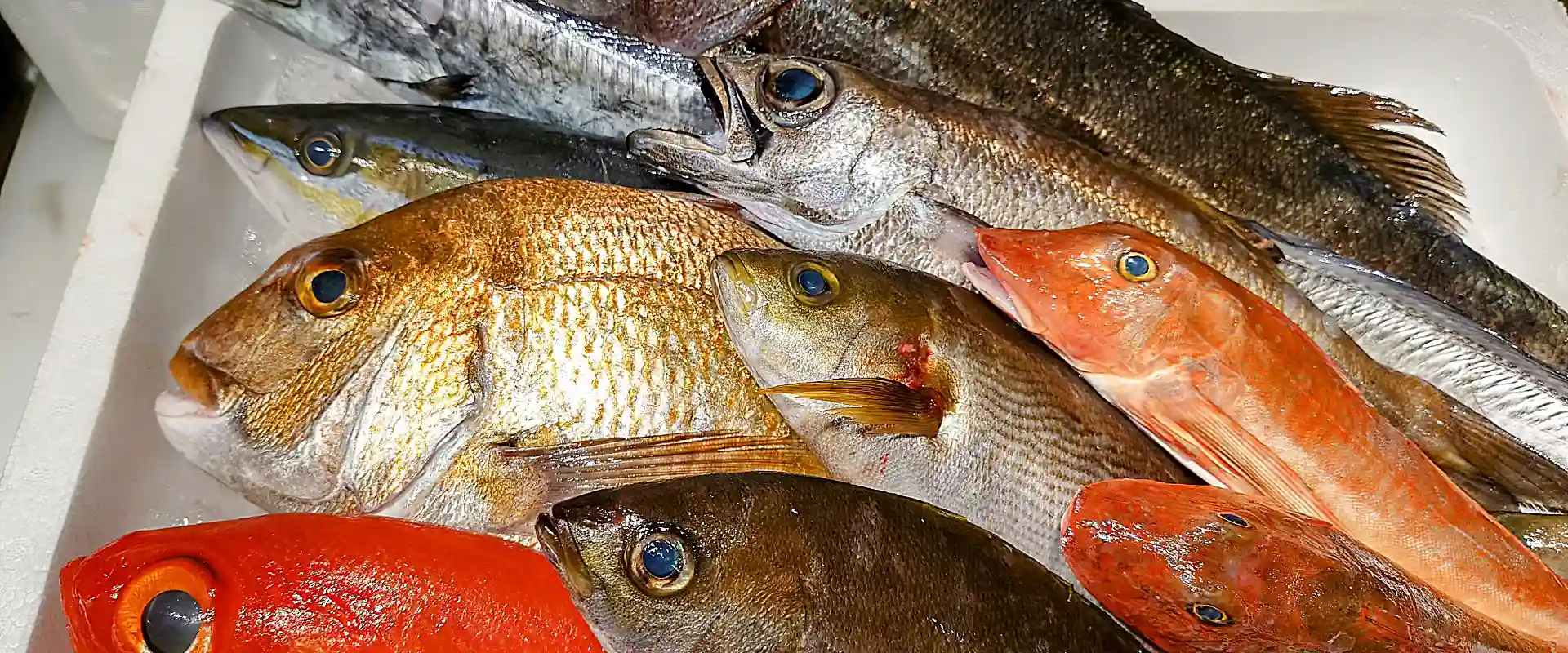 「未利用魚」・「低利用魚」の一覧