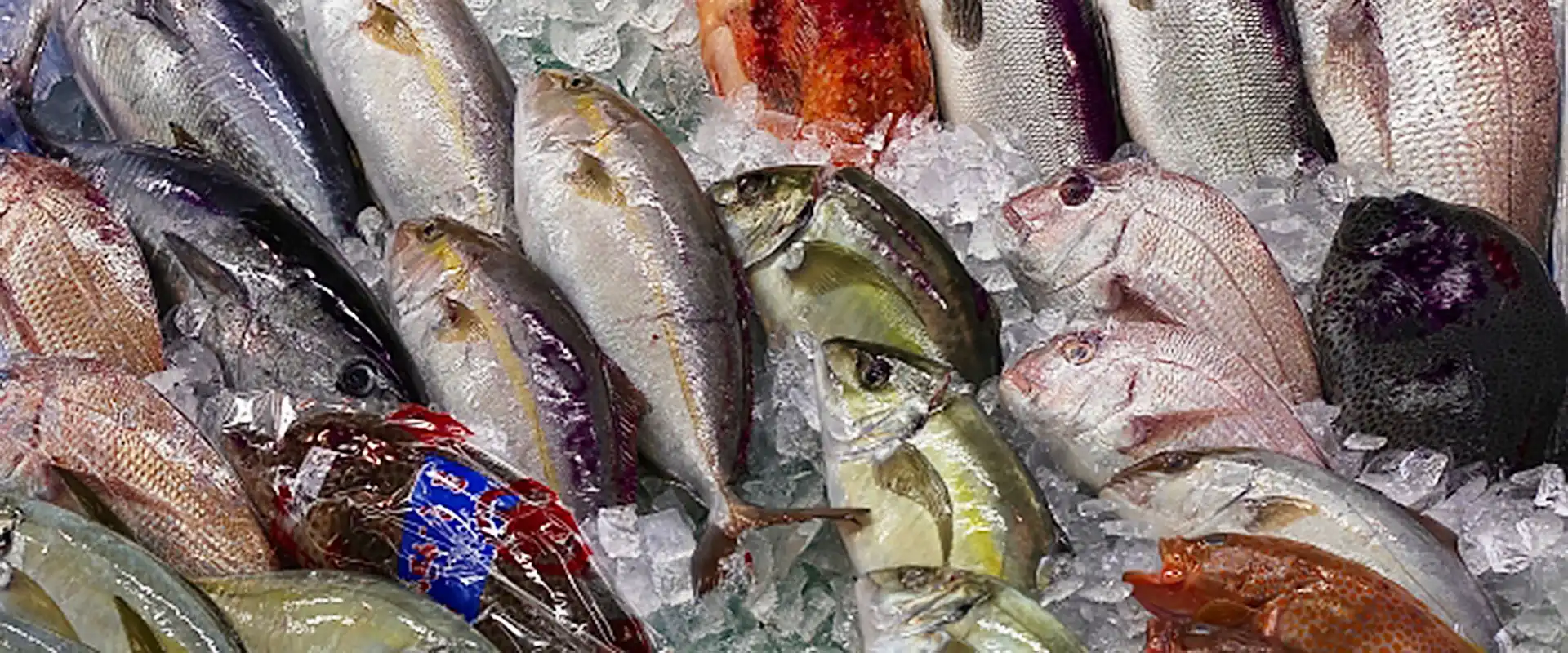 「未利用魚」・「低利用魚」の一覧