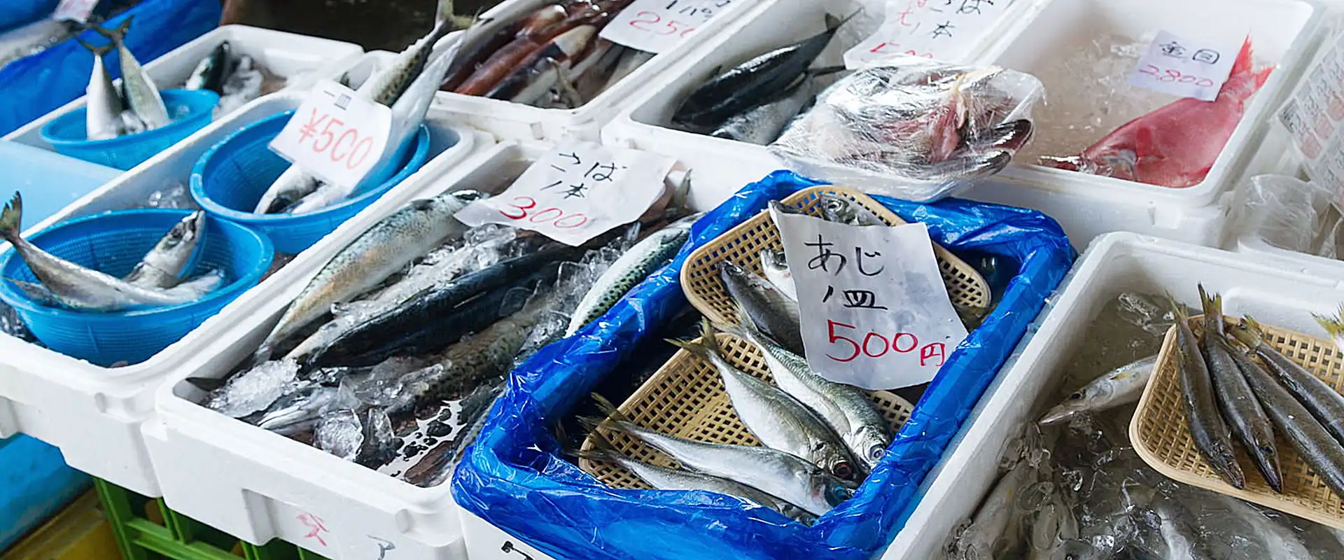 未利用魚・低利用魚の一覧 流通しない理由と活用するメリット まとめ