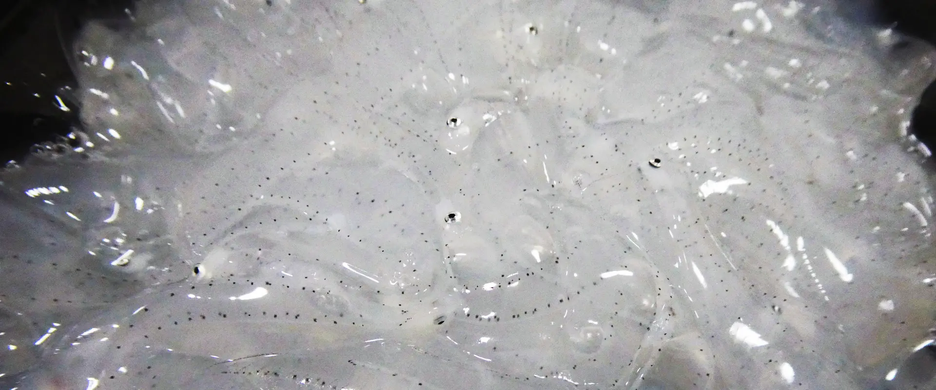 「のれそれ」ってまずいの？食べ方は踊り食い？時期と生態