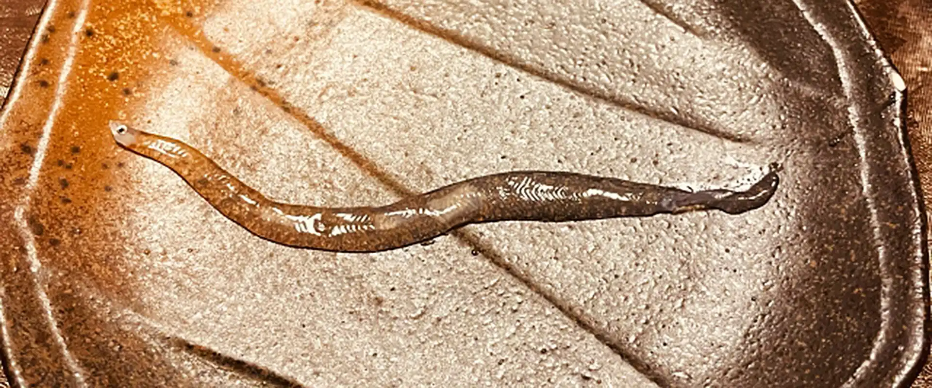 そもそも「のれそれ」って何？