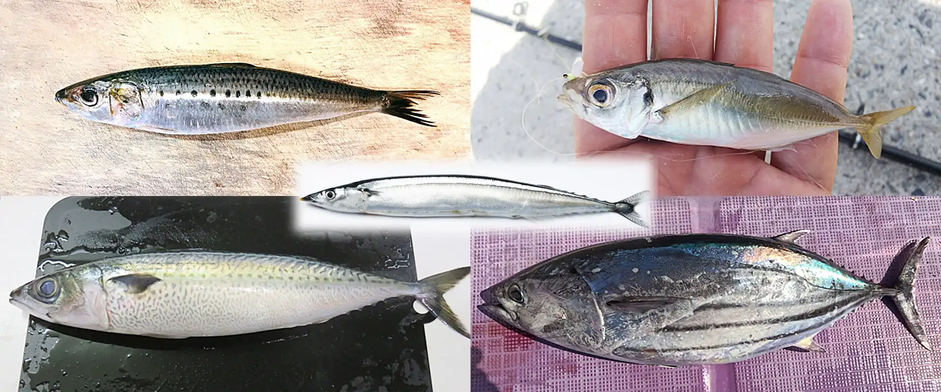 サワラ以外の代表例