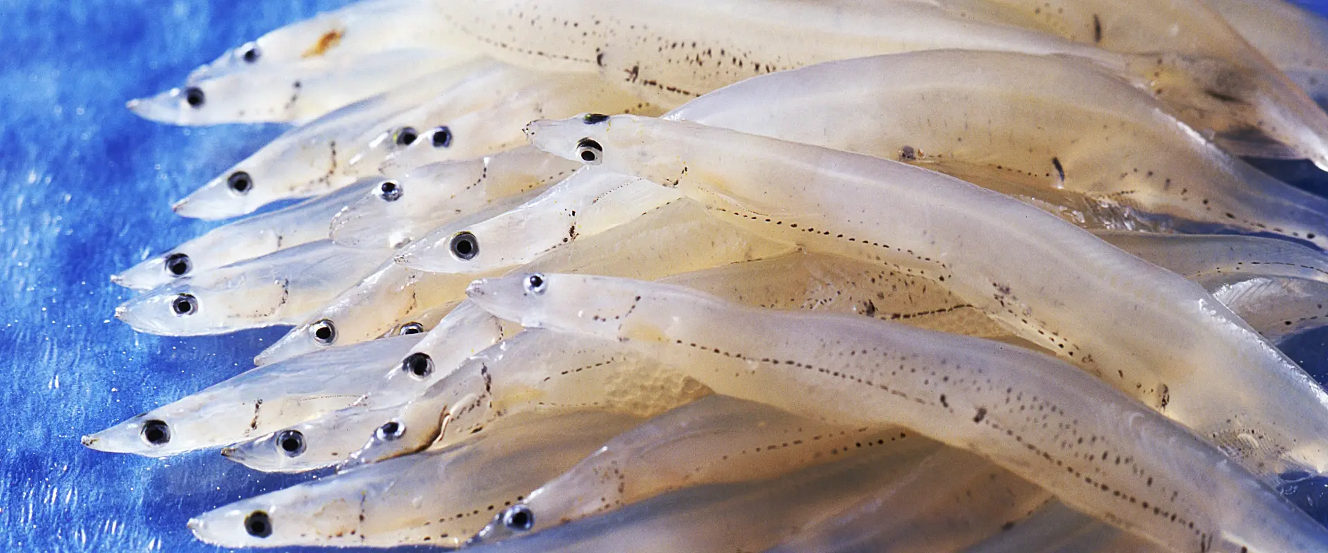 白魚（シラウオ）の踊り食いは危険？寄生虫いるの？シロウオとの違い