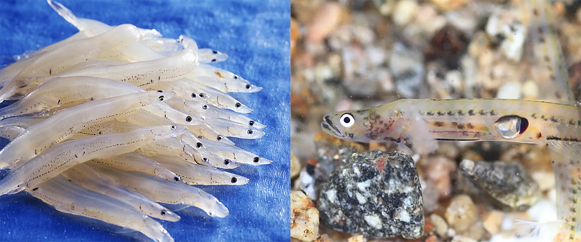 シロウオ（素魚）との違い