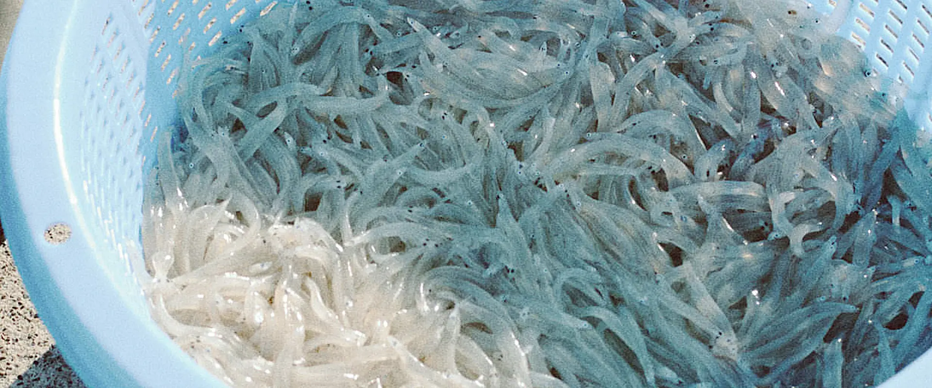 白魚（シラウオ）の踊り食いは危険？