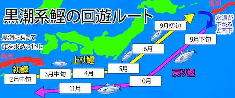そもそも「初鰹」とは？「戻り鰹」とは？