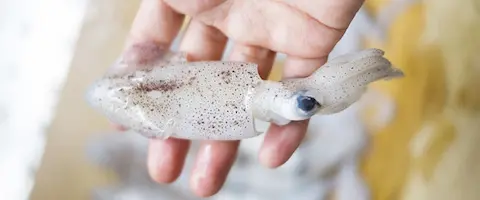 小さいヤリイカ・小イカの下処理は必要？