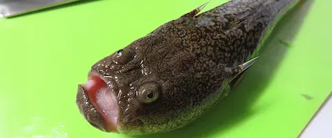 ミシマオコゼの味はまずい？美味しい食べ方は？毒はあるの？まとめ