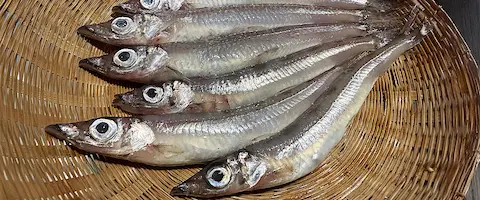 ニギス（メギス）の食べ方｜塩焼きの下処理とは？はらわたは食べても大丈夫？