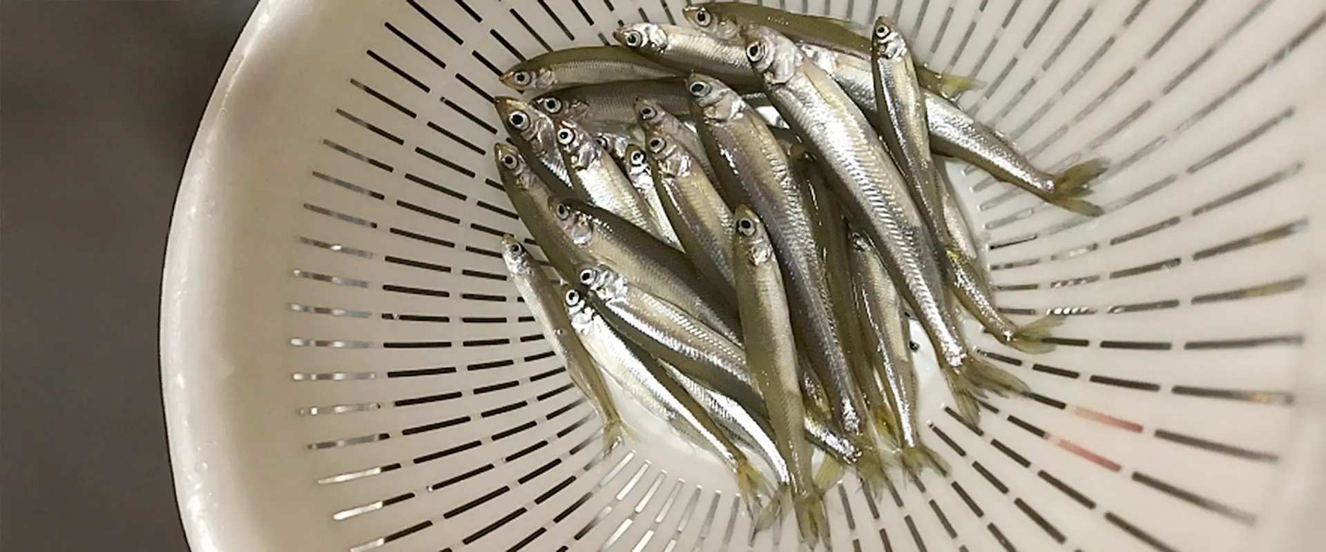 包丁不要！お腹を押して内容物を出す「フン出し」