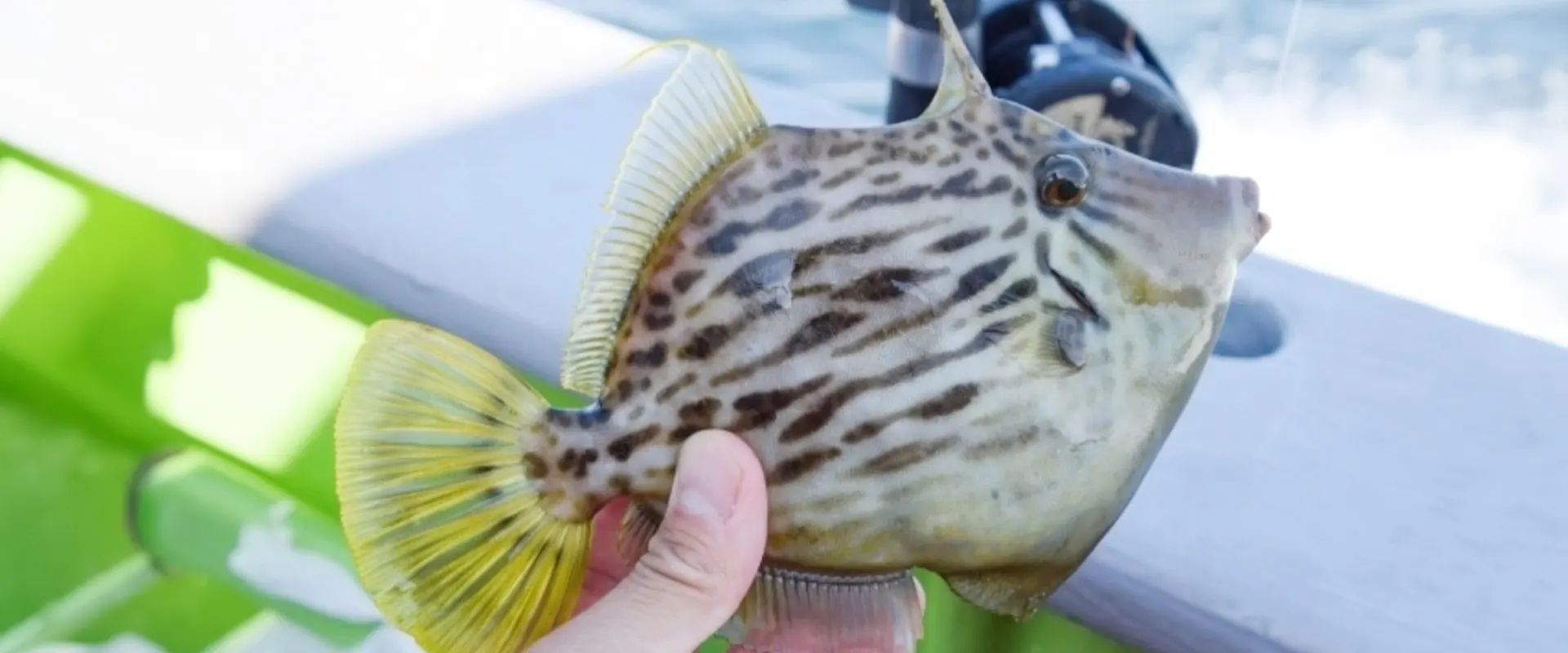 カワハギの生態と特徴