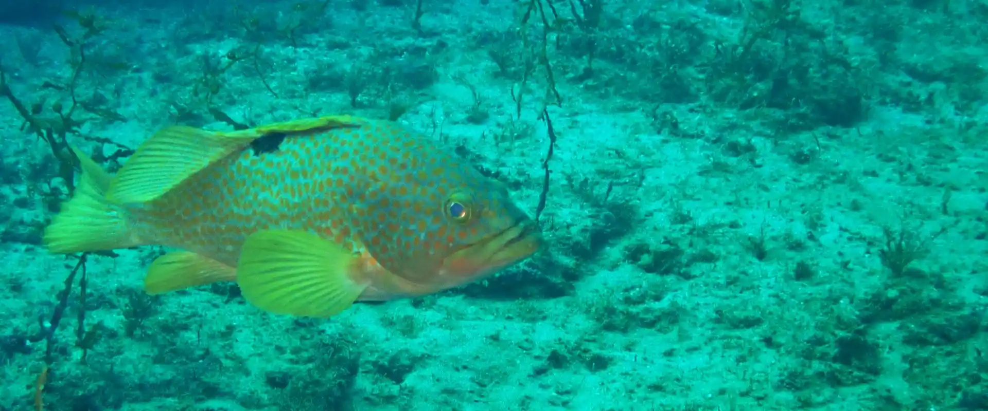 キジハタってまずいの？お刺身に寄生虫はいる？まとめ