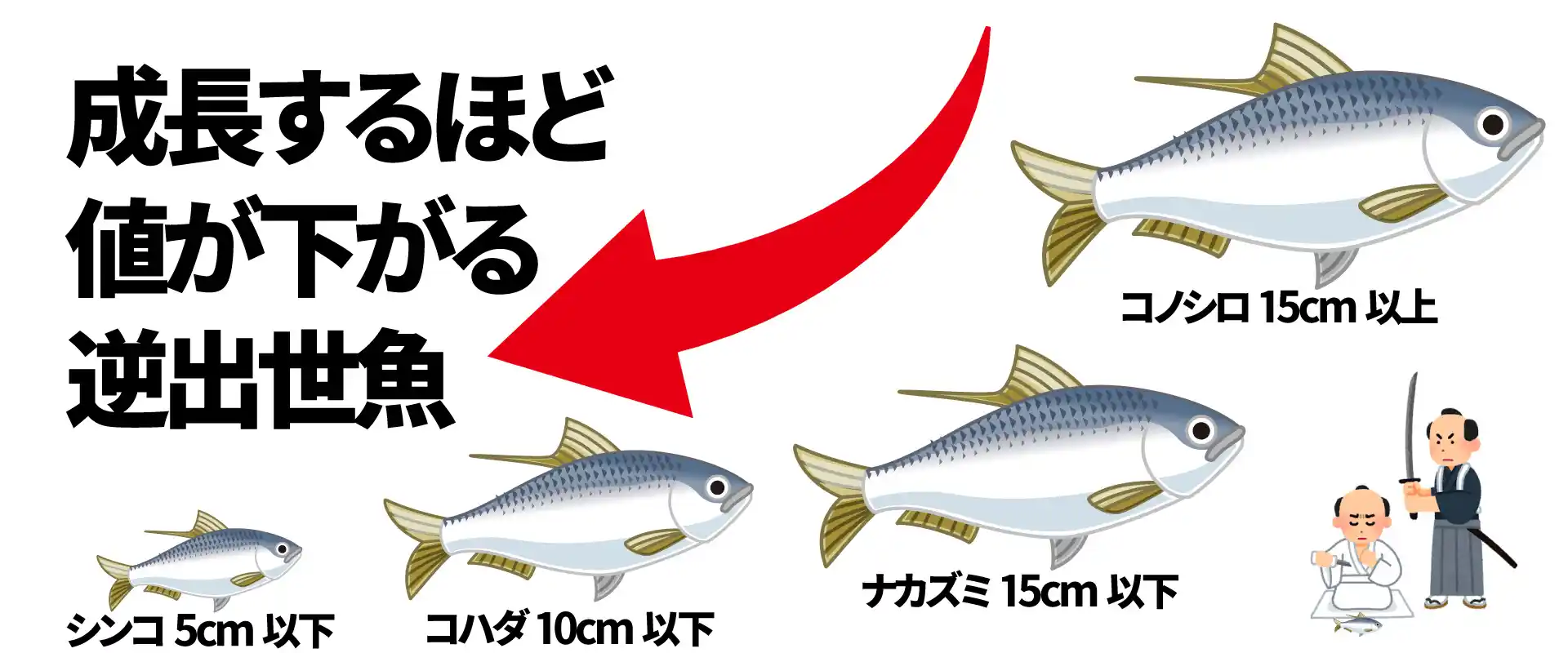 コノシロってまずい？サッパとの違いは？食べ方は塩焼き？