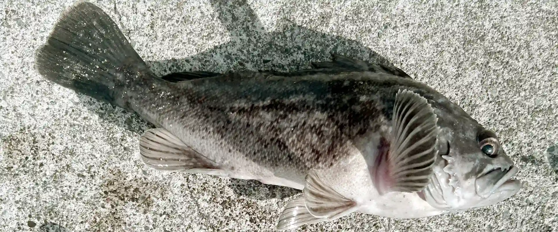 クロソイってまずいの？寄生虫はいる？美味しく料理するには！