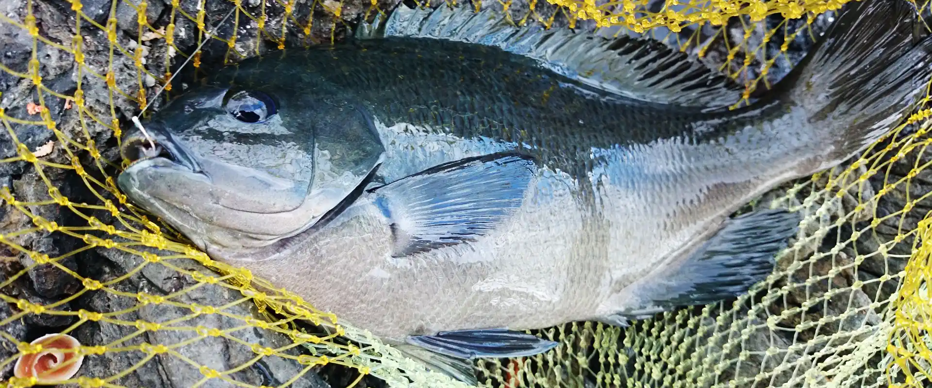 メジナ（グレ）の刺身の味はまずい？旬と美味しい食べ方