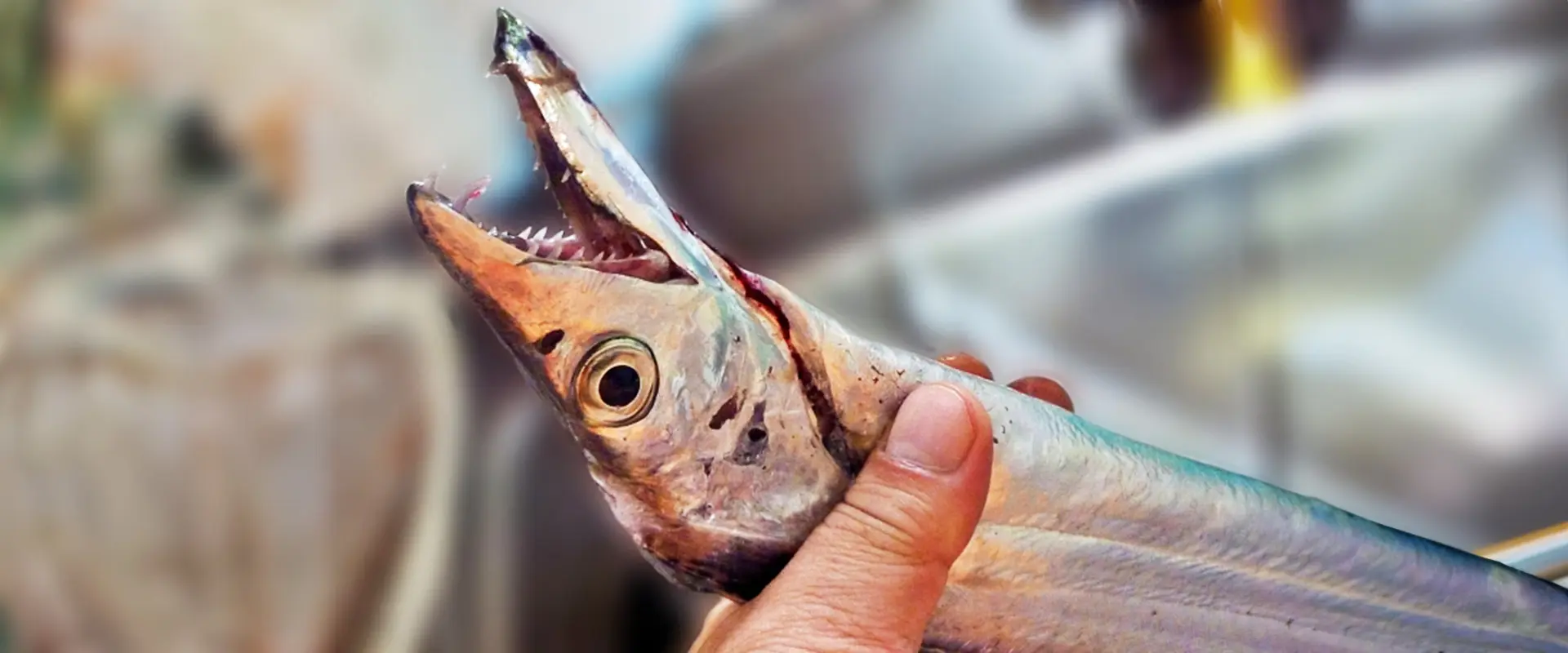 太刀魚に含まれる栄養素