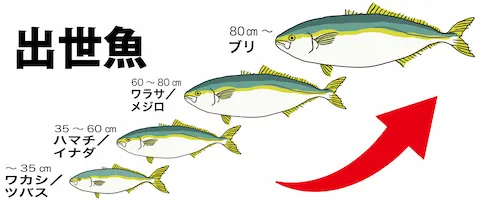 ツバス（ヤズ）は出世魚