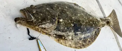 ヒラメの煮付けはまずいの？下処理は？フライパンで簡単に
                                        