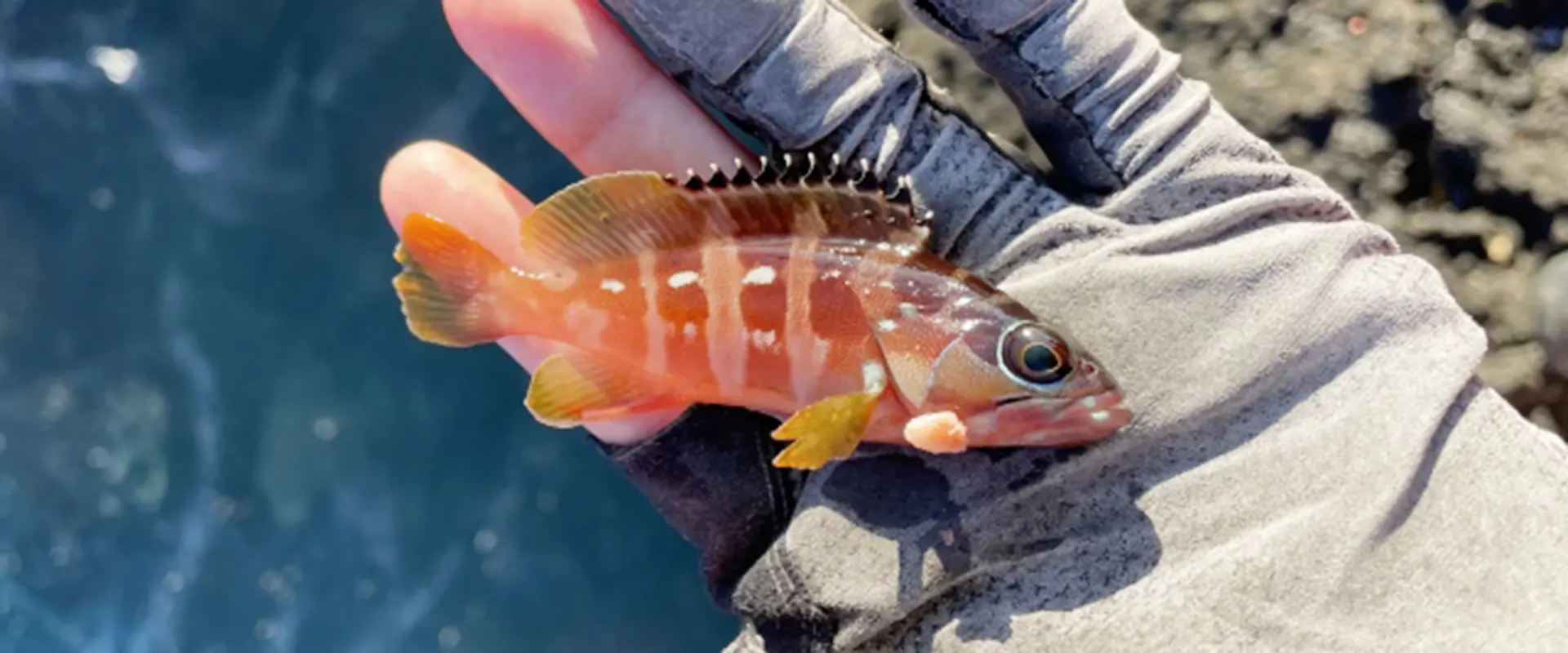 そもそもアカハタってどんな魚？生態と特徴