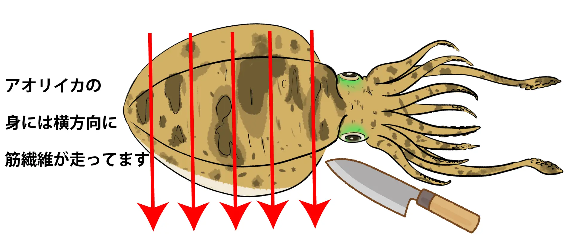 アオリイカの刺身の切り方
