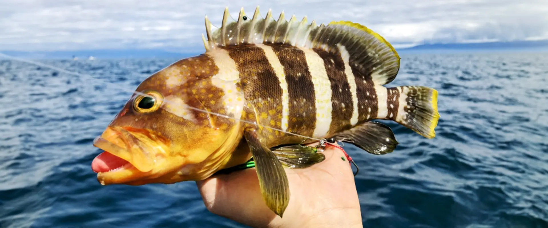 アオハタの刺身はまずい？釣った魚の値段と食べ方は？寄生虫はいる？