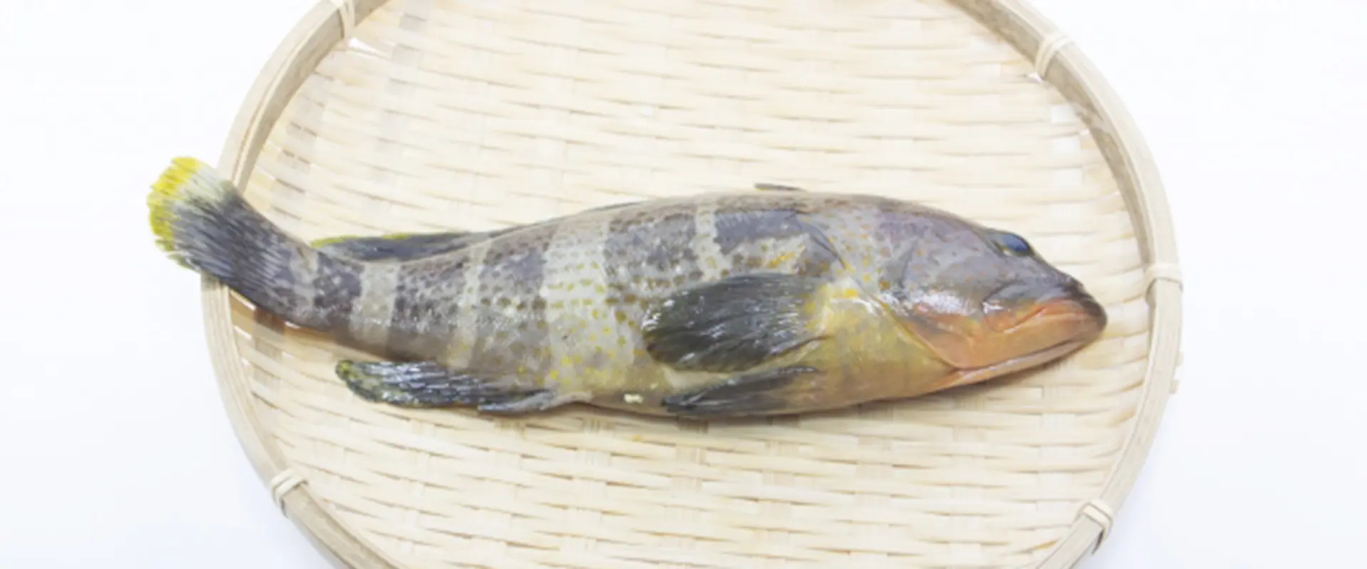 アオハタの一般的な相場・釣った魚の値段