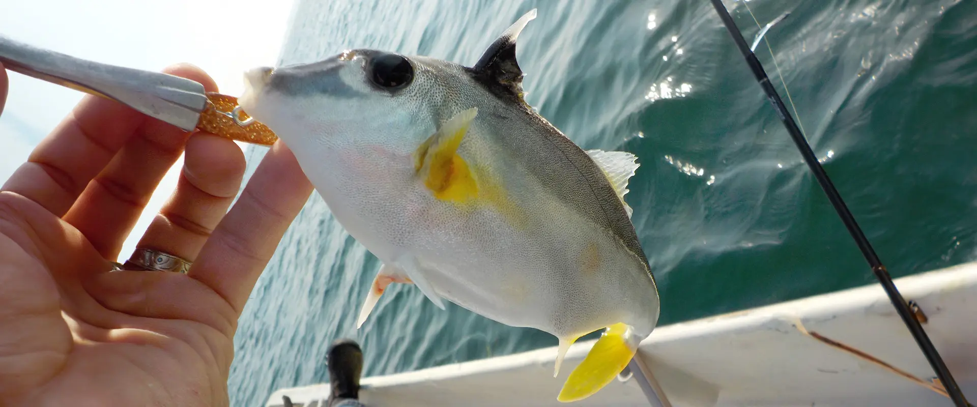 カワハギみたいな似た魚、ギマの刺身はまずい？食べ方は煮付け？