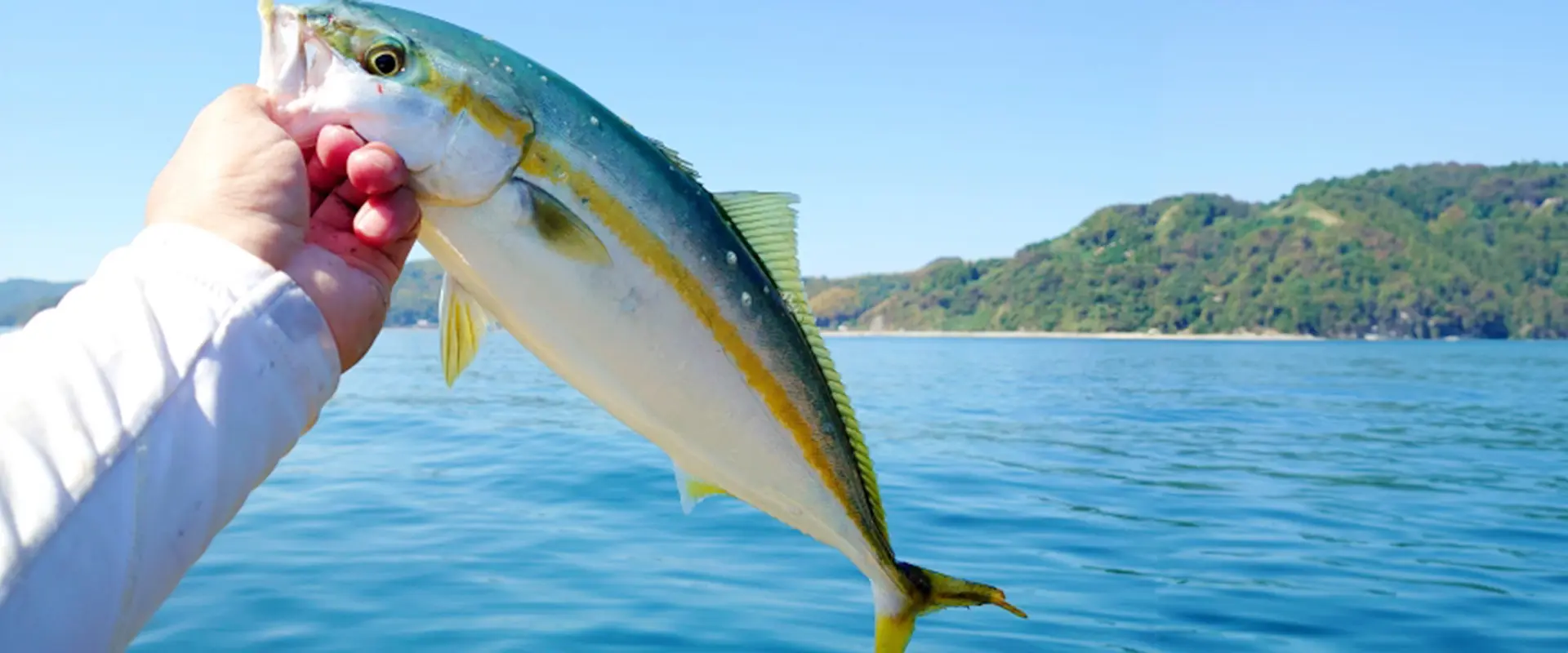 イナダとはどんな魚？生態と特徴