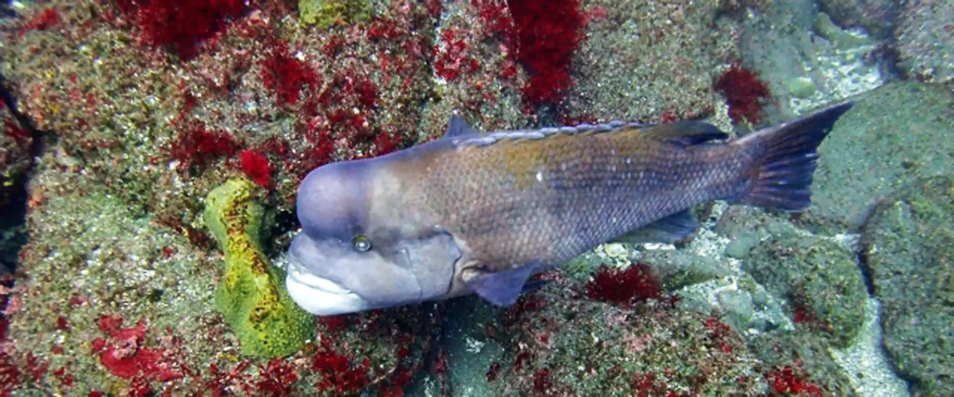 コブダイとはどんな魚？生態と特徴