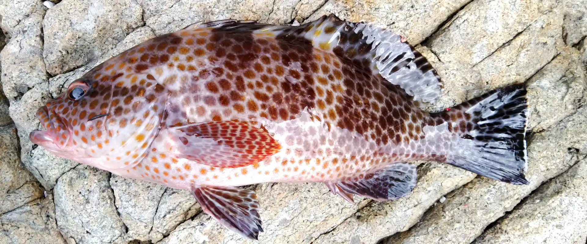 オオモンハタはまずい？美味しい食べ方と釣った魚の値段や寄生虫