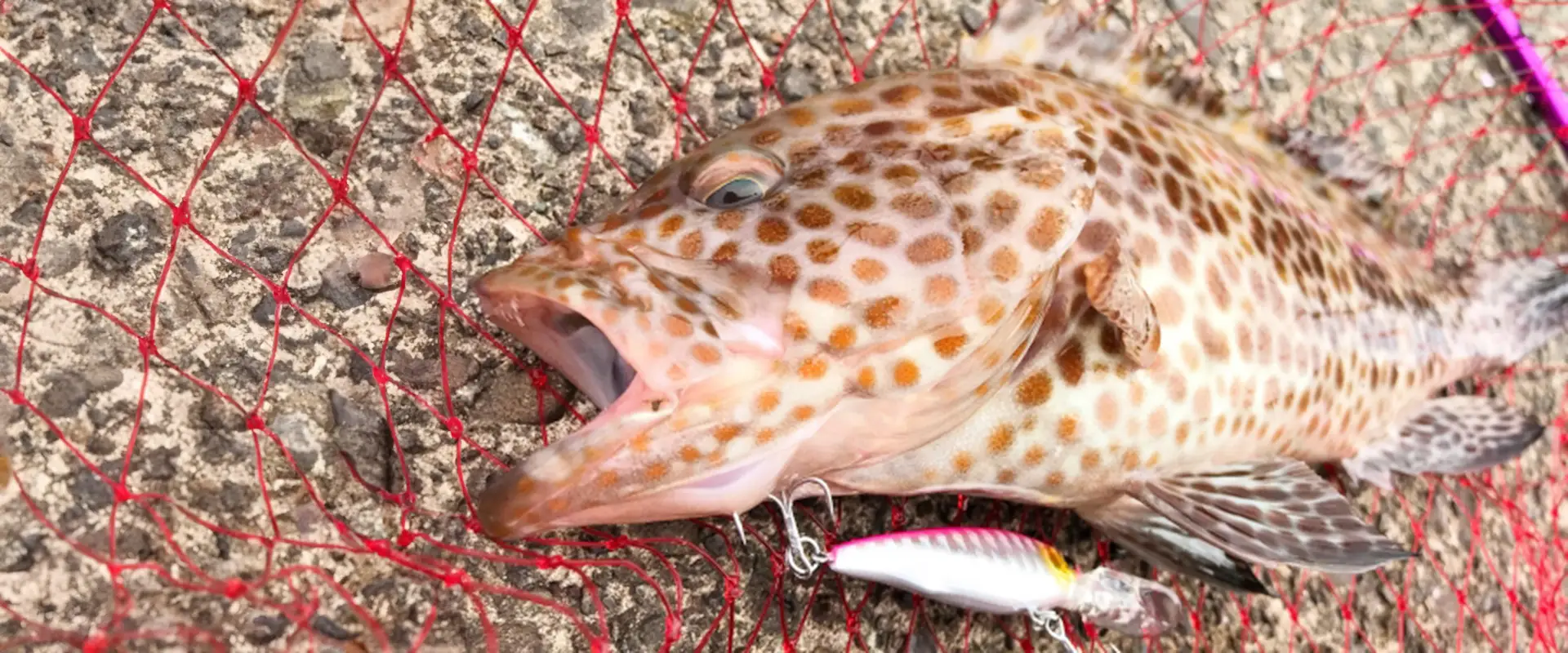 オオモンハタはまずい？美味しい食べ方と釣った魚の値段や寄生虫 まとめ