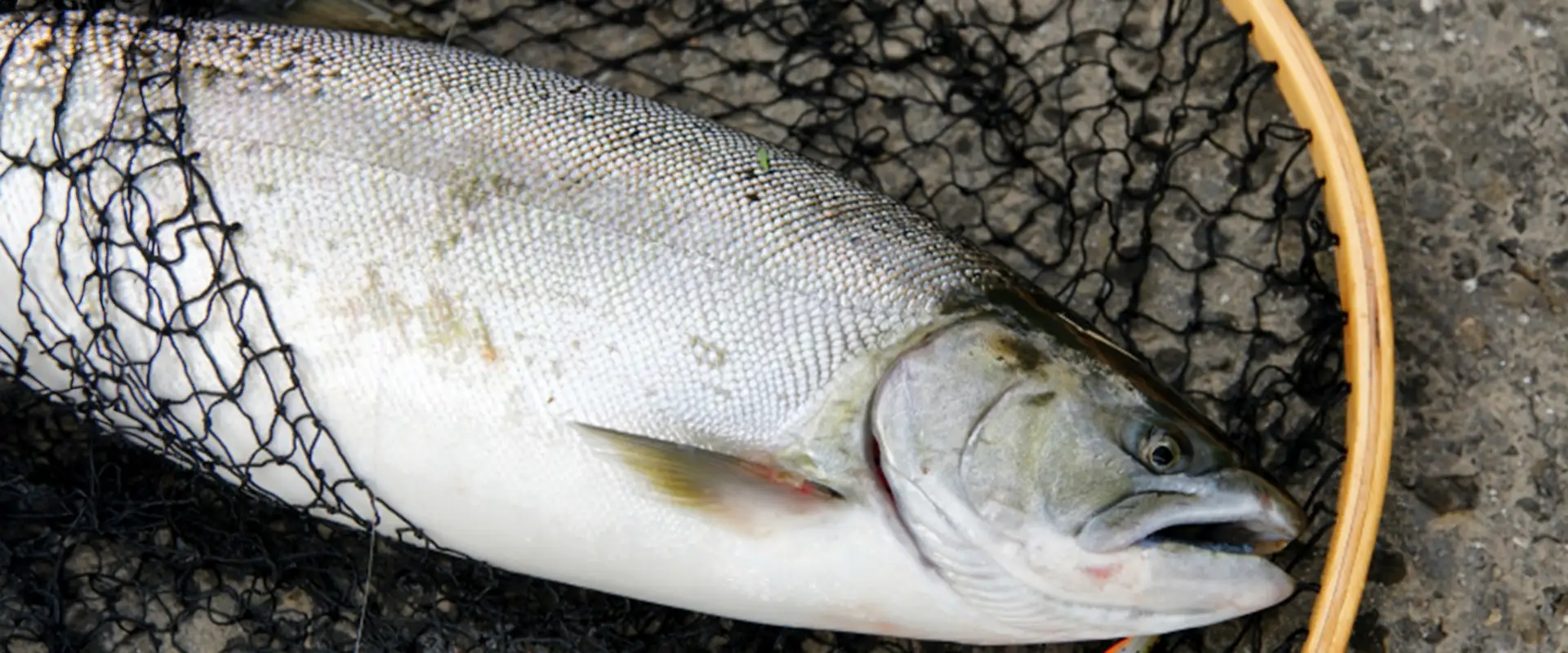 サクラマスとはどんな魚？生態と特徴