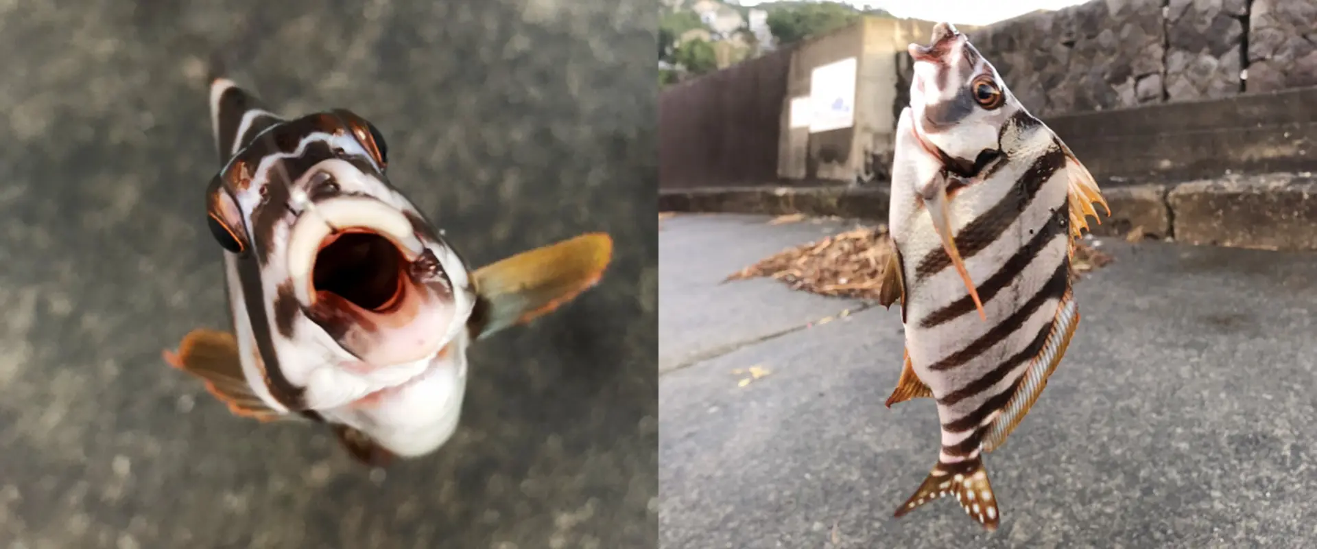 ションベンタレと呼ばれる魚